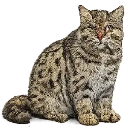 Fishing Cat (Prionailurus viverrinus) featured animal image on AnimalDex