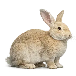 Flemish Giant Rabbit animal lesson image on AnimalDex