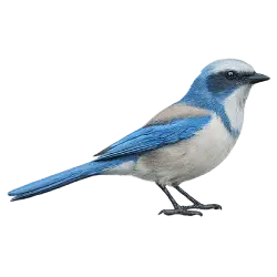 Florida Scrub-Jay animal lesson on AnimalDex