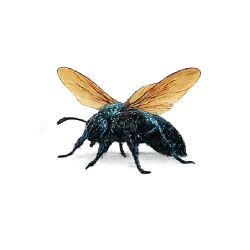 Flower Wasp lesson from nature