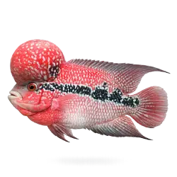 Flowerhorn Cichlid (Amphilophus hybrid) thumbnail image on AnimalDex