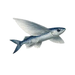 Flying Fish animal lesson image on AnimalDex