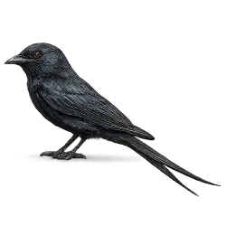 Fork-tailed Drongo animal lesson on AnimalDex