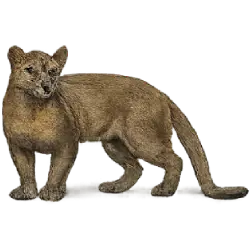 Fossa (Cryptoprocta ferox) thumbnail image on AnimalDex