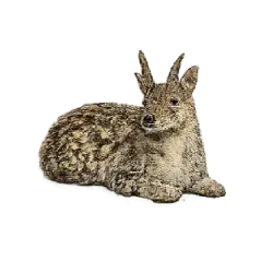 Four-horned Antelope (Tetracerus quadricornis) featured animal image on AnimalDex