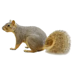 Fox Squirrel