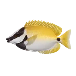 Foxface Rabbitfish (Siganus vulpinus) thumbnail image on AnimalDex