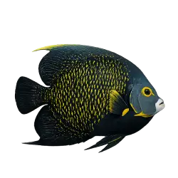 French Angelfish (Pomacanthus paru) thumbnail image on AnimalDex