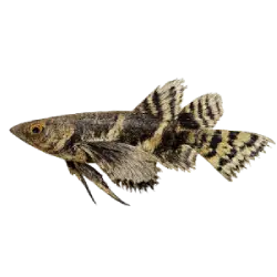 Freshwater Butterflyfish (Pantodon buchholzi) thumbnail image on AnimalDex