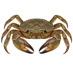Freshwater Crab (Scientific classification under review) thumbnail image on AnimalDex