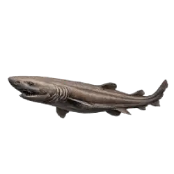 Frilled Shark animal lesson image on AnimalDex