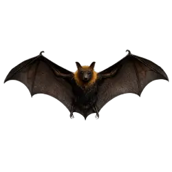 Fruit Bat animal lesson image on AnimalDex