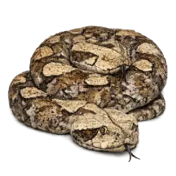 Gaboon Viper (Bitis gabonica) thumbnail image on AnimalDex