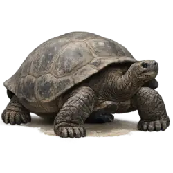 Galápagos Tortoise animal lesson image on AnimalDex