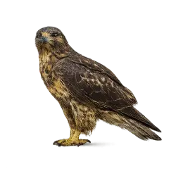 Galapagos Hawk animal lesson image on AnimalDex