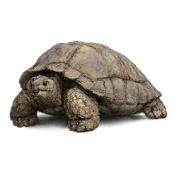 Galapagos Tortoise (Chelonoidis niger) featured animal image on AnimalDex