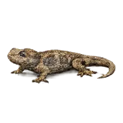 Gargoyle Gecko (Rhacodactylus auriculatus) featured animal image on AnimalDex