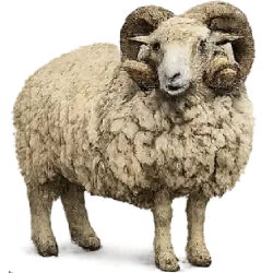Garut sheep animal lesson image on AnimalDex