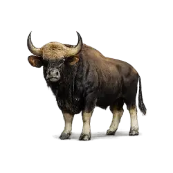 Gaur animal lesson image on AnimalDex