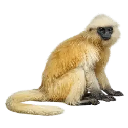 Gee's Golden Langur animal lesson image on AnimalDex