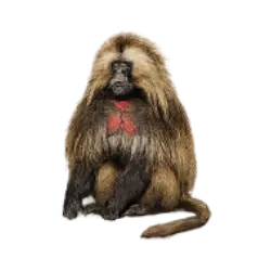 Gelada (Theropithecus gelada) featured animal image on AnimalDex