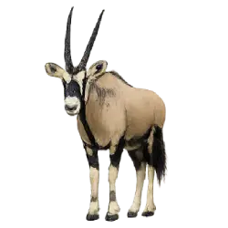 Gemsbok (Oryx gazella) thumbnail image on AnimalDex