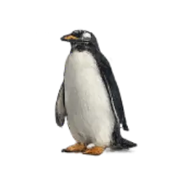 Gentoo Penguin (Pygoscelis papua) featured animal image on AnimalDex