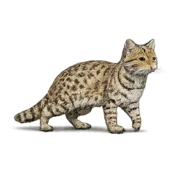 Geoffroy's Cat animal lesson image on AnimalDex