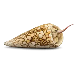 Geography Cone animal lesson image on AnimalDex