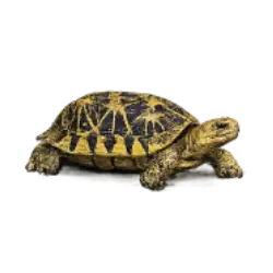 Geometric Tortoise (Psammobates geometricus) featured animal image on AnimalDex