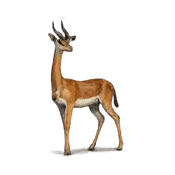 Gerenuk (Litocranius walleri) featured animal image on AnimalDex