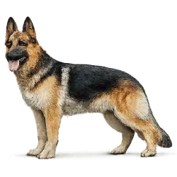 German Shepherd animal lesson image on AnimalDex