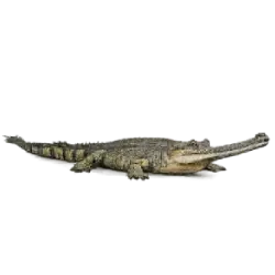 Gharial (Gavialis gangeticus) featured animal image on AnimalDex
