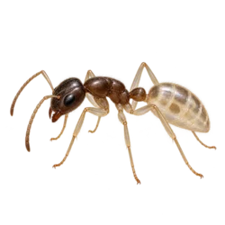 Ghost Ant (Tapinoma melanocephalum) thumbnail image on AnimalDex