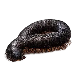 Giant African Millipede (Archispirostreptus gigas) featured animal image on AnimalDex