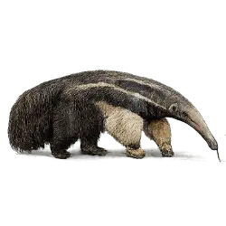 Giant Anteater (Myrmecophaga tridactyla) featured animal image on AnimalDex