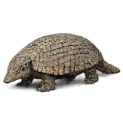 Giant Armadillo (Priodontes maximus) featured animal image on AnimalDex
