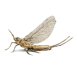 Giant Burrowing Mayfly animal lesson image on AnimalDex