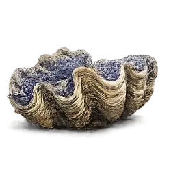 Giant Clam (Tridacna gigas) featured animal image on AnimalDex