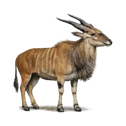 Giant Eland (Taurotragus derbianus) featured animal image on AnimalDex