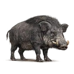 Giant Forest Hog animal lesson image on AnimalDex
