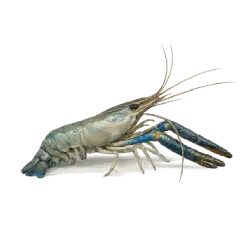 Giant freshwater prawn