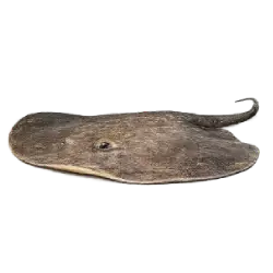 Giant Freshwater Stingray (Urogymnus polylepis) featured animal image on AnimalDex