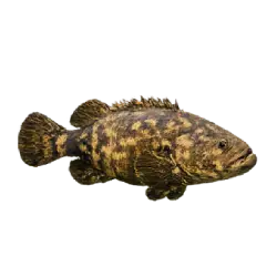 Giant Grouper (Epinephelus lanceolatus) featured animal image on AnimalDex
