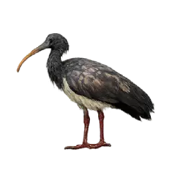 Giant Ibis (Thaumatibis gigantea) featured animal image on AnimalDex