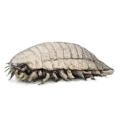 Giant Isopod (Bathynomus giganteus) featured animal image on AnimalDex