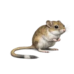 Giant Kangaroo Rat