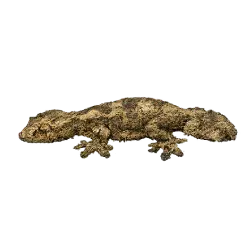Giant Leaf-tailed Gecko (Uroplatus fimbriatus) featured animal image on AnimalDex
