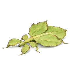 Giant Malaysian Leaf Insect animal lesson image on AnimalDex
