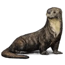 Giant Otter animal lesson image on AnimalDex